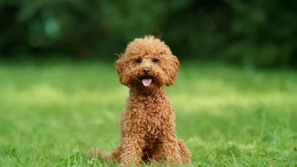 Poodle (Toy)